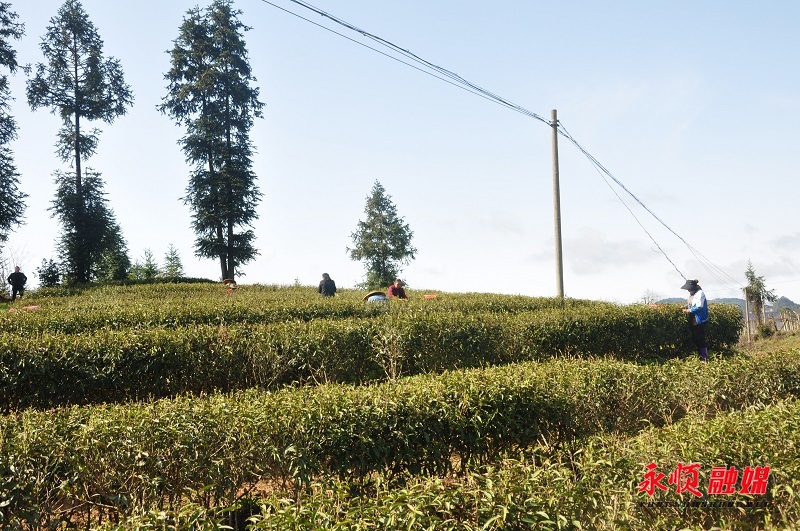 松林茶场探索新时代绿色产业新篇章的最新报道