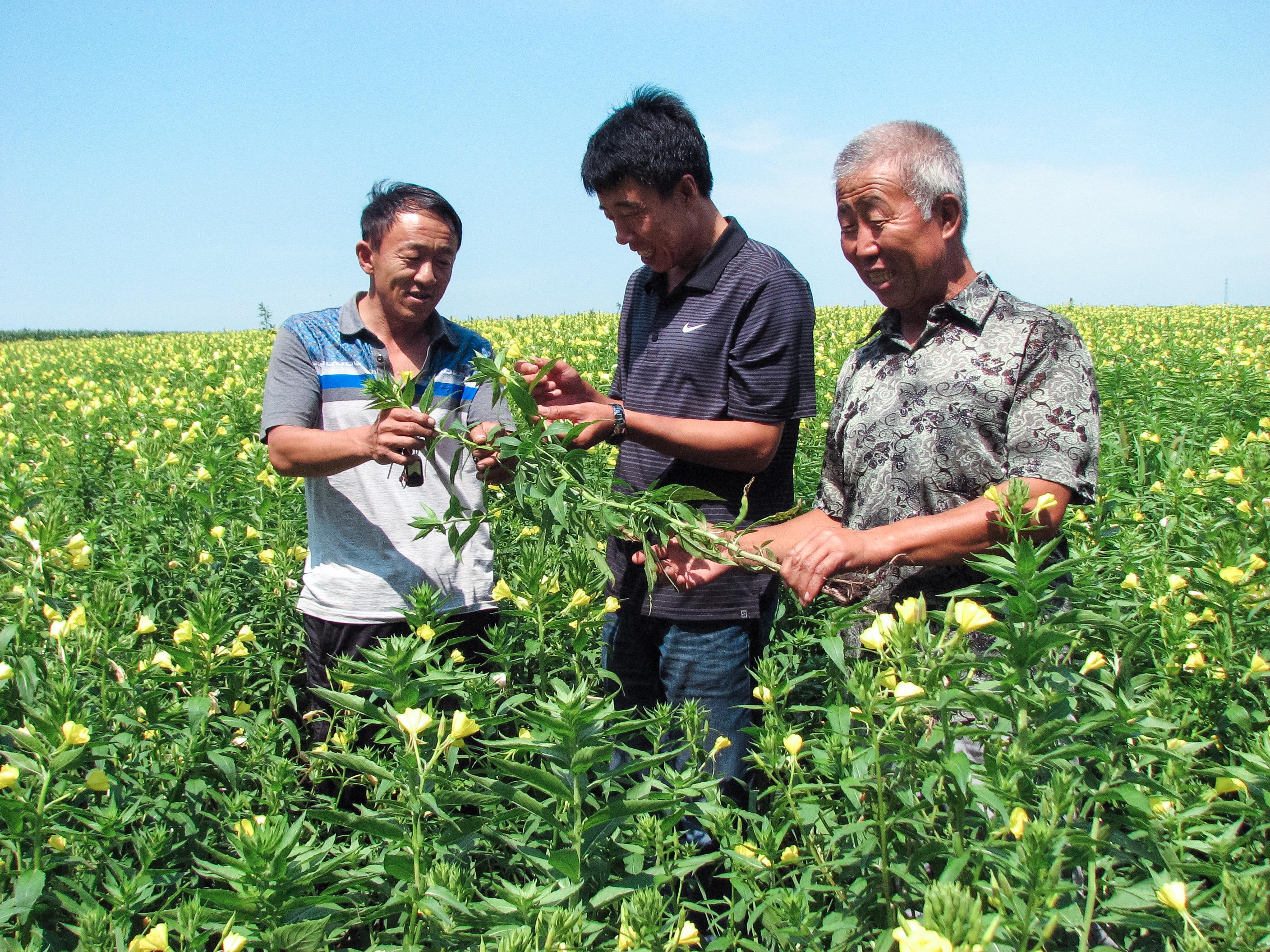 厢白满族乡新项目助力地方繁荣与民族发展双翼飞翔