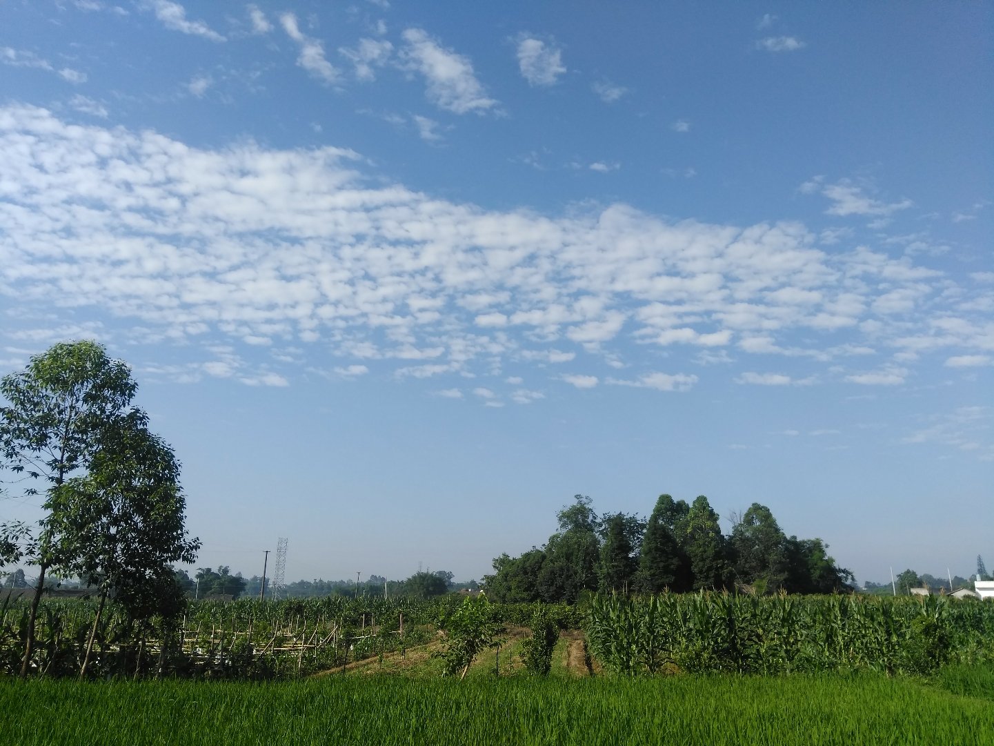 王坝乡天气预报更新通知