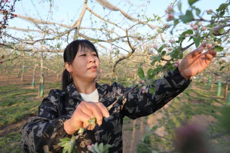 马家塄村村委会新项目引领乡村振兴新篇章