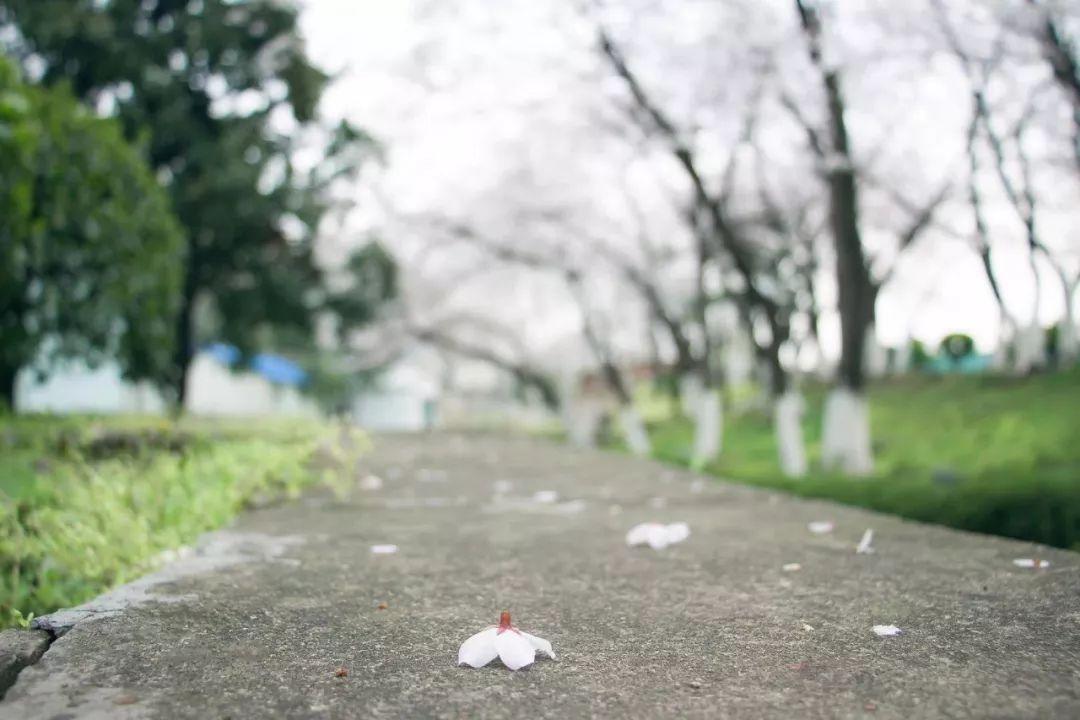 合作路街道办事处天气预报与应对建议