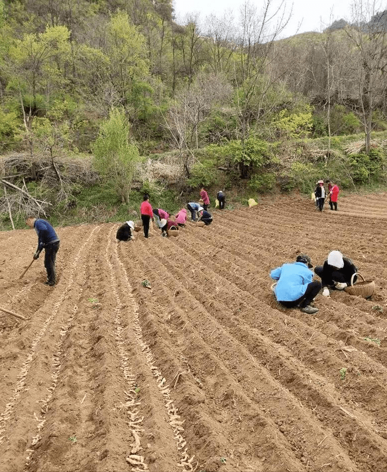 朝天区农业农村局新项目引领农业现代化，助力乡村振兴提速前进