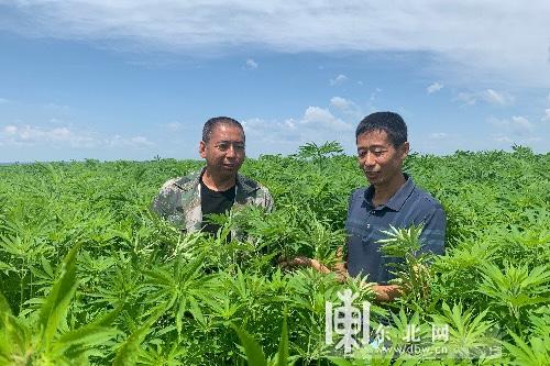 青冈县农业农村局最新动态报道